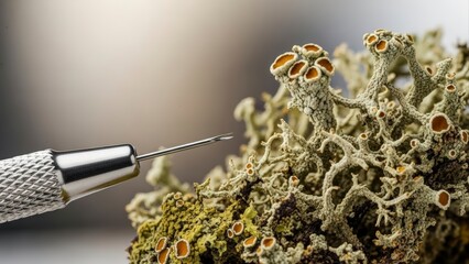 Close-up of a scientific needle examining a cluster of lichen and moss, highlighting intricate natural textures and biological study.