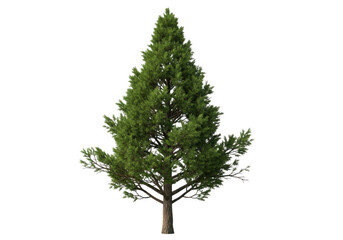 Fototapeta premium A single green pine tree isolated on transparent background
