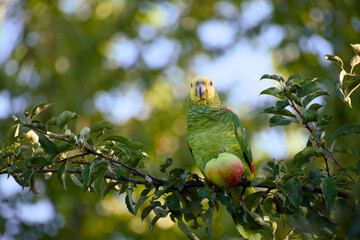 Yellow-headed amazon parrot holding apple while feeding
