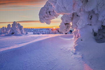 View of snow-laden trees glow in the soft, diffused light of the setting sun over a vast, pristine, wintry landscape, Mala Fatra, Zilina Region, Slovakia.