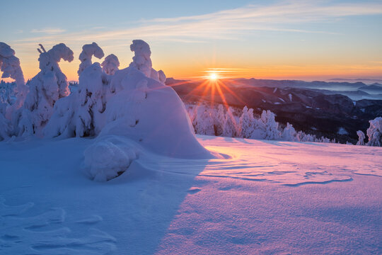 View of snow-laden trees sculpted by winter's touch, bathed in the golden light of the setting sun, casting long shadows on the pristine snow, Mala Fatra, Zilina Region, Slovakia.