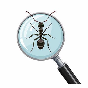 Une fourmi observ&eacute;e &agrave; la loupe, en gros plan, isol&eacute; sur fond blanc, entomologie, insecte