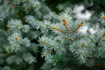 Snow-white pine branches as a background for New Year's creative works.