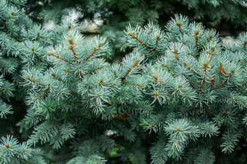 Snow-white pine branches as a background for New Year's creative works.