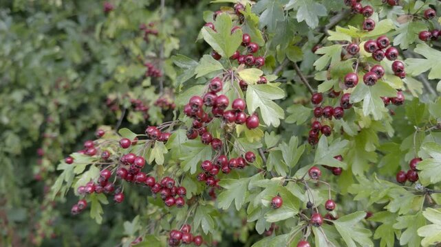 fresh red hawthorn berries on a green bush