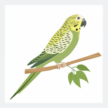 Jolie perruche &agrave; ailes vertes, oiseau, collier jaune, sur sa branche, isol&eacute; sur un fond blanc