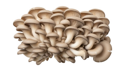 Oyster mushrooms isolated PNG on transparent background, edible fungus with a delicate flavor and velvety texture for culinary use © Hugo