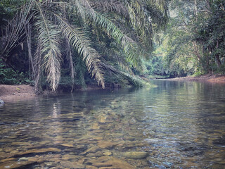 Calm tropical river with clear water flowing through lush green forest and palm trees, peaceful...