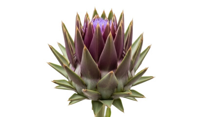 Purple artichoke flower isolated PNG, edible bud with green bracts on transparent background,...