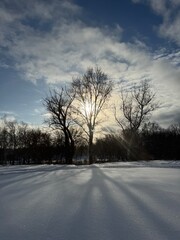 Serene winter scene with solitary tree covered in frost, standing in snowy field under clear blue...