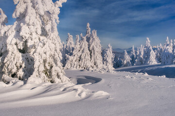 View of snow-laden trees stand majestically against a backdrop of a clear blue sky, creating a serene winter wonderland, Mala Fatra, Zilina Region, Slovakia.