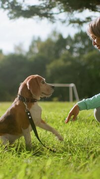 beagle paw to woman, sunny park gentle obedience moment with kneeling owner offering paw and treat, green grass and distant goalpost, collar and leash visible, soft sunlight through trees, warm calm