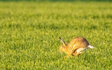 Obraz premium Brown Hare Running Across Green Field at Golden Hour
