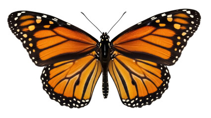 Isolated Orange Monarch Butterfly With Open Wings, Detailed View, Natural Light and Color