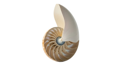 Isolated nautilus shell sliced open displaying intricate interior chambers of the mollusk