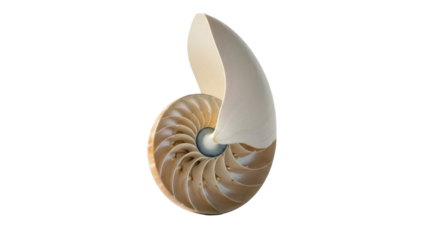 Isolated nautilus shell sliced open displaying intricate interior chambers of the mollusk