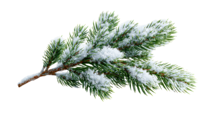 Snowy Green Fir Branch Laying Diagonally with Fresh Snowfall Highlights on transparent background