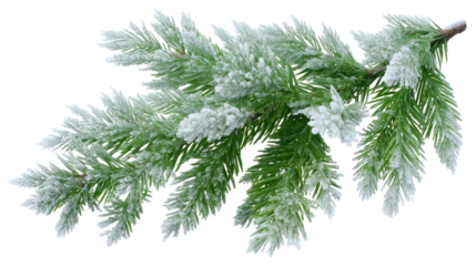 Snowy Green Fir Branch Laying Diagonally with Fresh Snowfall Highlights on transparent background