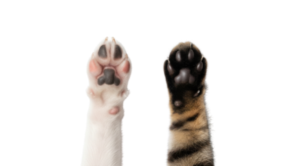 Isolated white dog paw and striped cat paw reaching up on white background