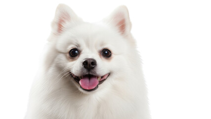 Obraz premium Close-up of a happy white fluffy Pomeranian dog smiling, isolated on white background