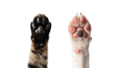 Cute Cat Paw and Dog Paw Raised Up Side by Side Isolated on White