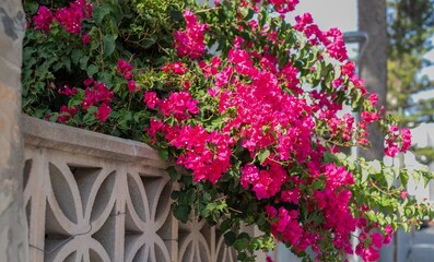 Vibrant pink bougainvillea flowers blooming over a decorative stone wall