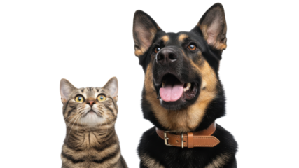 Cute Tabby Cat and German Shepherd Dog Isolated on White Background