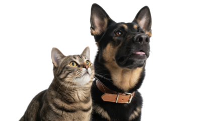 Domestic tabby cat and black dog with brown collar looking up on white background