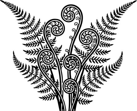 Black and White Fern Illustration with Fiddleheads and Fronds