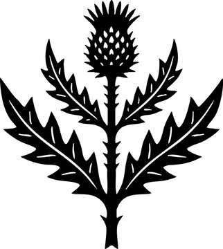 Stylized Scottish Thistle Plant Vector Illustration Black and White