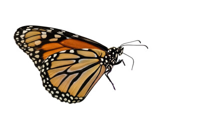 Monarch butterfly PNG isolated on transparent background, orange and black wings with white spots, beautiful insect for design projects