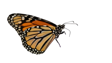 Monarch butterfly PNG isolated on transparent background, orange and black wings with white spots, beautiful insect for design projects