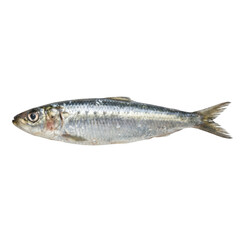 Naklejka premium Single fresh raw sardine fish, whole seafood animal with shiny silver scale, healthy food ingredient close up