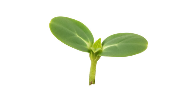 Green sunflower sprout isolated PNG on transparent background, young plant seedling for agriculture and gardening