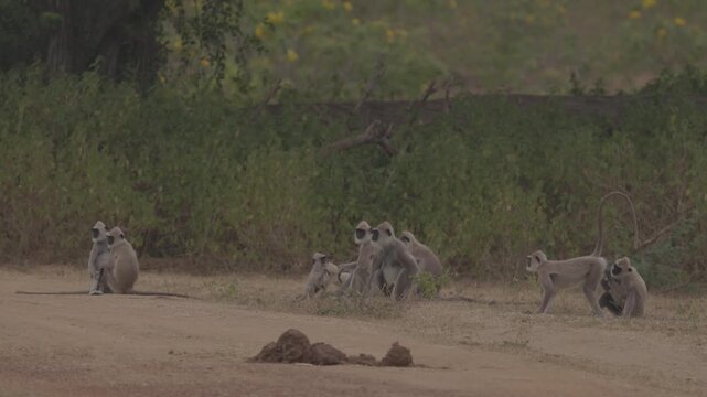 Gray langurs Semnopithecus priam sitting near a dirt road with bushes and trees in the background in Sri Lanka. Wildlife footage. Slow motion video, ProRes 422 10 bit C-LOG.
