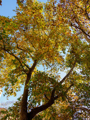 Bicycle and pedestrian lane along corso Sempione in Milan, Italy