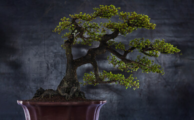 Elegant Slanting Bonsai Tree with Small Green Leaves on Dark Background
