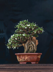Flowering Water Jasmine Bonsai Tree Root Over Rock in Ceramic Pot