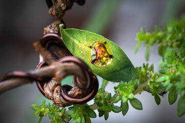 Golden Tortoise Beetle on Green Leaf Amidst Artistic Tree Branches