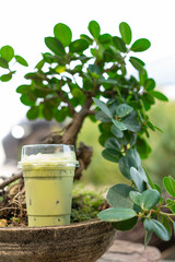 Iced Matcha Green Tea Latte with Bonsai Tree in Japanese Cafe Setting