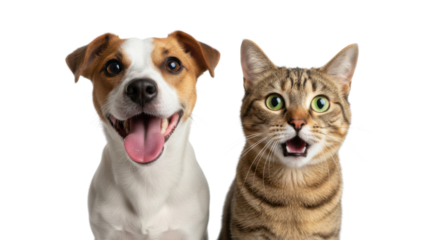 Happy Jack Russell Terrier dog and surprised tabby cat side-by-side on white background