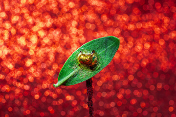 Macro of Golden Tortoise Beetle on Green Leaf with Sparkling Red Bokeh Background