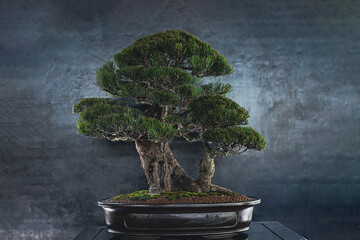 Majestic Green Bonsai Tree with Dense Leaves on Dark Moody Background