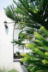 Modern White Architecture with Arched Entrance Framed by Green Pine Branches