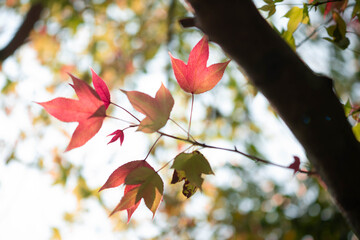 Stunning Backlit Red Maple Leaves Against Bright Sunlight in Autumn