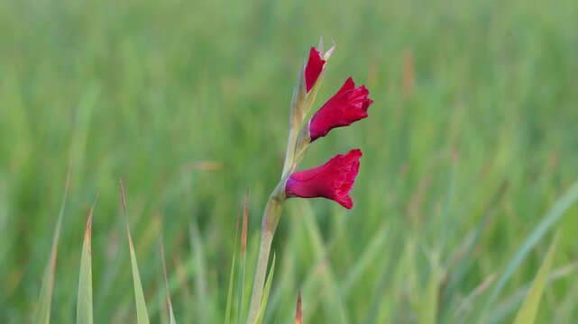 gladiolus flower, also known sword lily flowers