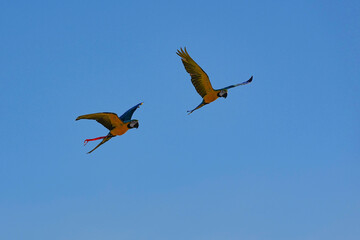 Parrots and macaws are kept as pets until people trust them enough not to fly away, then they are released to fly freely in the air. © nopwaratch