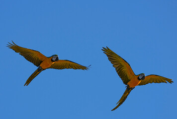 Parrots and macaws are kept as pets until people trust them enough not to fly away, then they are released to fly freely in the air. © nopwaratch