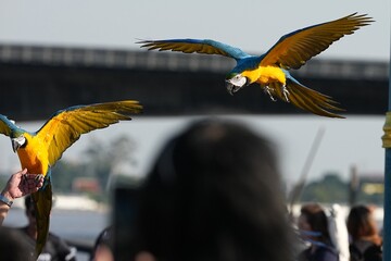 Parrots and macaws are kept as pets until people trust them enough not to fly away, then they are released to fly freely in the air. © nopwaratch