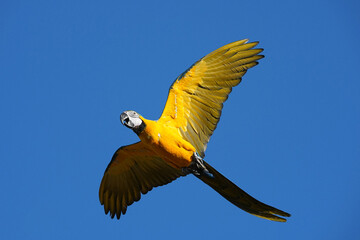 Parrots and macaws are kept as pets until people trust them enough not to fly away, then they are released to fly freely in the air. © nopwaratch